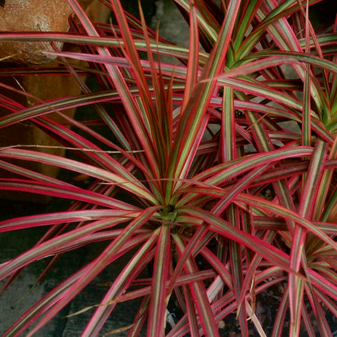Dracaena Colorama - Plant